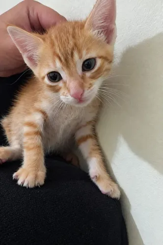 GATOS PARA ADOÇÃO RESPONSÁVEL 