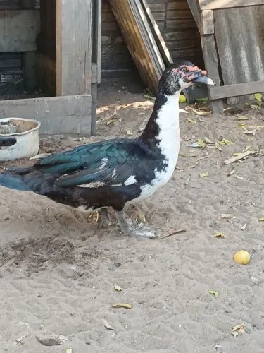 PATOS MESTIÇOS grandes