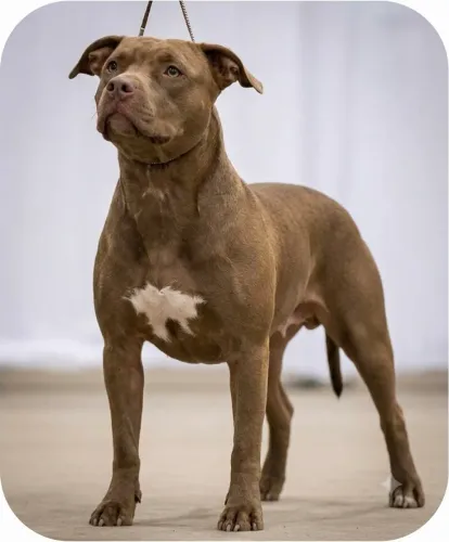 Doação responsável, Pit Bull 6 anos, dócil com humanos