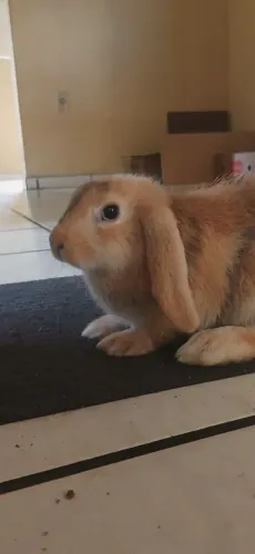 Coelha mini lop do Uruguai fêmea 