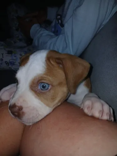 Fêmea de pitbull