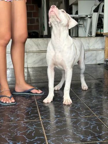 Fêmea pit monster 5 meses