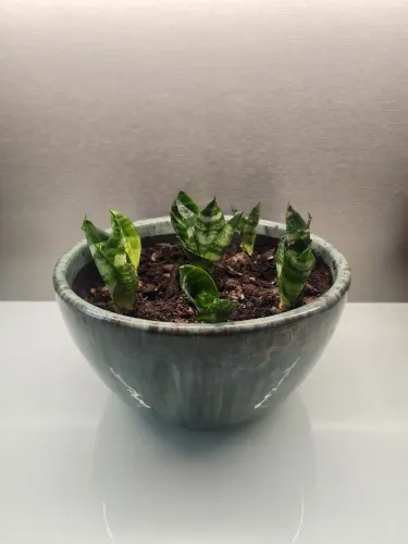 Vaso tipo vietnamita com 8 mini palmas de São Jorge natruais