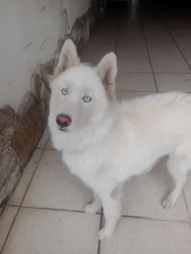 Husky siberiano