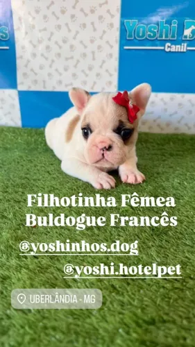 Buldogue Francês filhotes machinho e feminha de pronta entrega