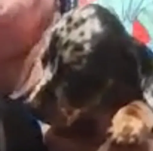 Basset teckel perfeitos para companhia