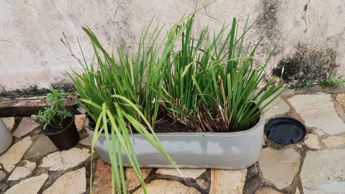 Planta moreia com vasos