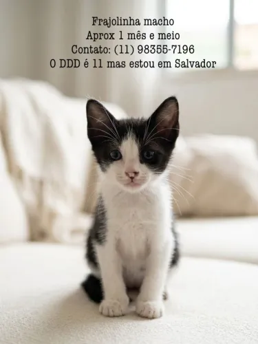 Doando gatinho marcho