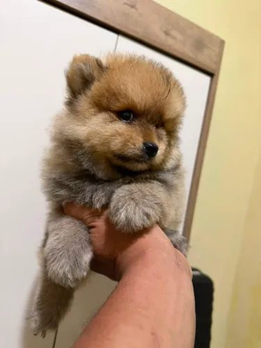 Filhotes de Lulu da Pomerania