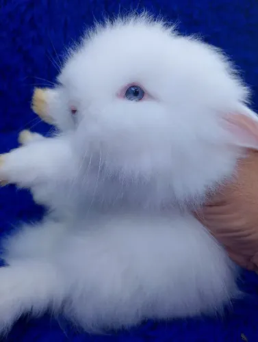 Anão Teddy dwerg ursinho (branco olhos azuis)