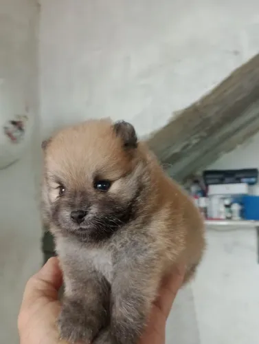 Vendo spltiz Alemão fêmea anã filhote 