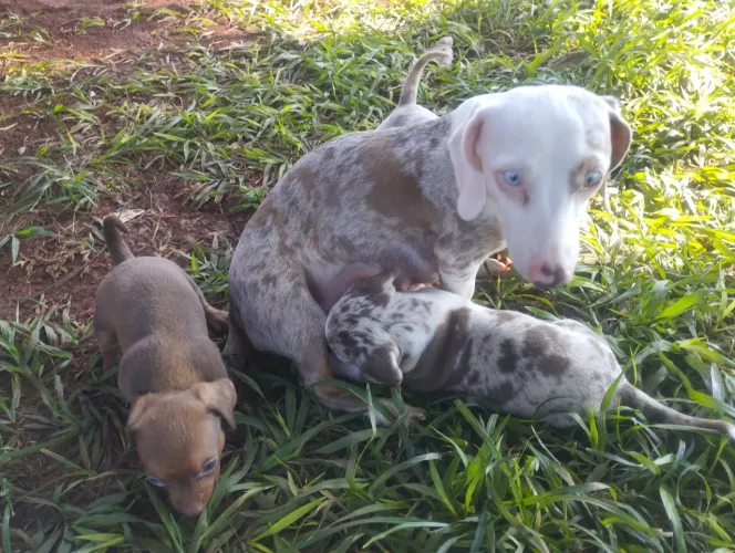 Daschund Kanichen