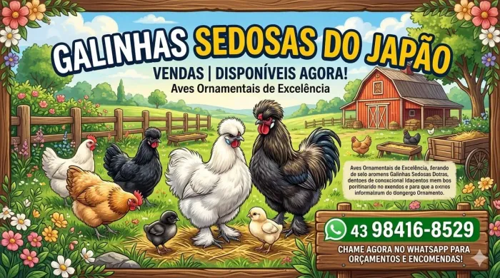 Galinha sedosa do Japão 