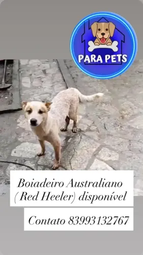 Boiadeiro australiano