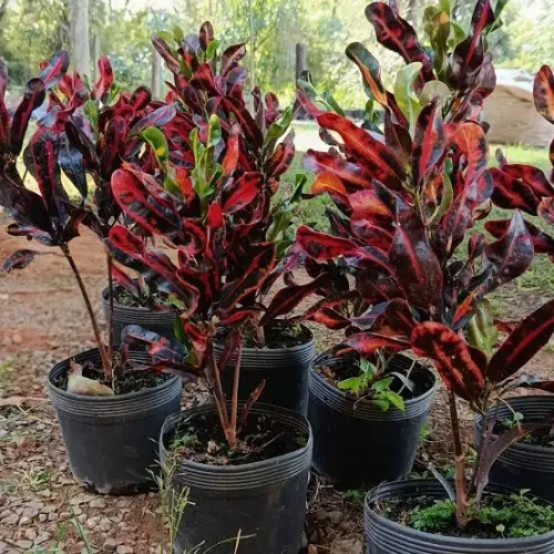 Floricultura e viveiro