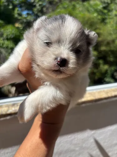 Fêmea Lulu da Pomerânia cor exótica