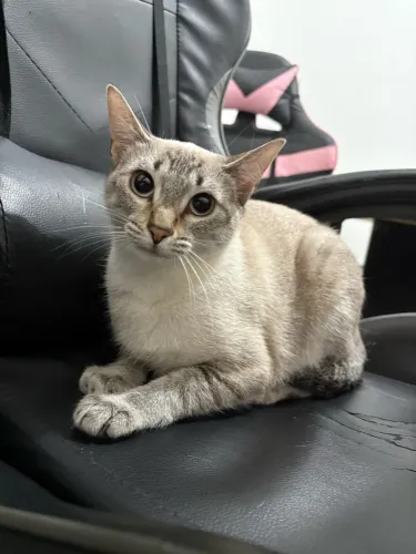 GATA SIAMÊS FEMEA - 7 meses