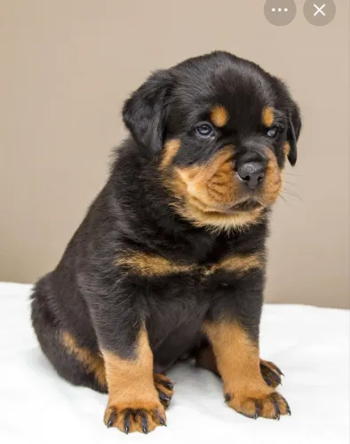 Adoto filhote de cão macho com traços de rottweiler ou pastor alemão 