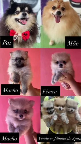 Spitz alemão ou Lulu da Pomerânia 