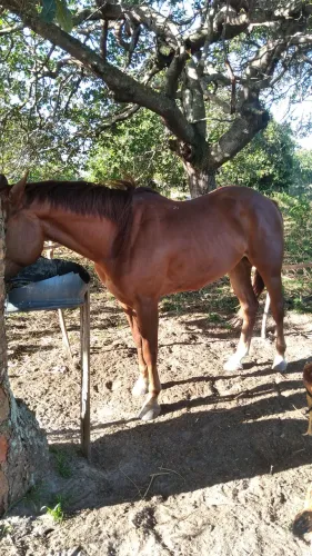 Cavalo