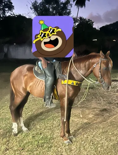 Cavalo 