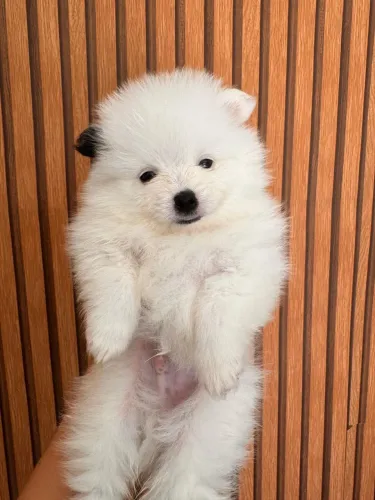 Spitz alemão anão 