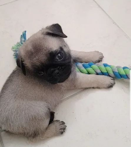 Pug Escolha o filhote que combina com você e sua casa