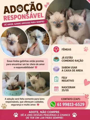 DUAS GATINHAS PROCURAM UM LAR CHEIO DE AMOR!