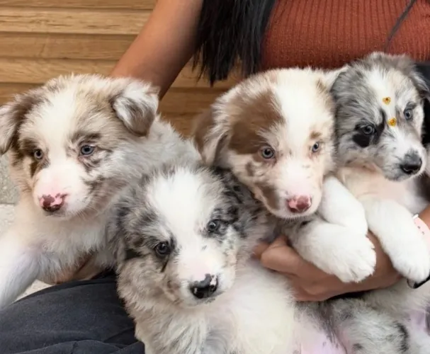 Vendo lindos filhotes de Border Collie Machos e Fêmeas à pronta entrega