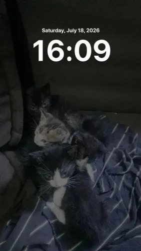 doação de gatos filhote 