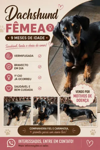 Dachshund fêmea 