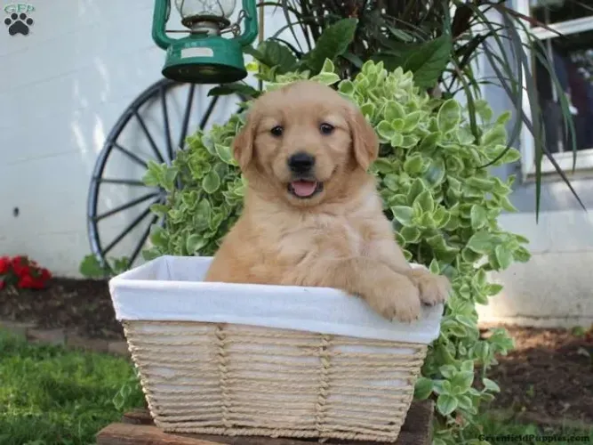 ?Golden Retriever filhotes disponíveis - preço especial?