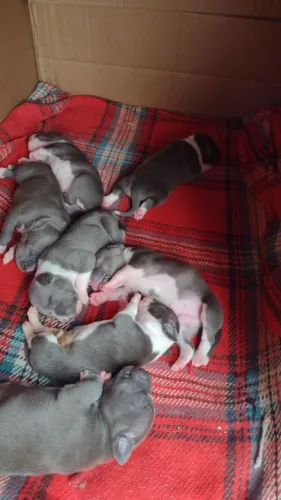Filhotes de American bully