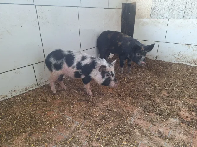 Mini porco casal adulto