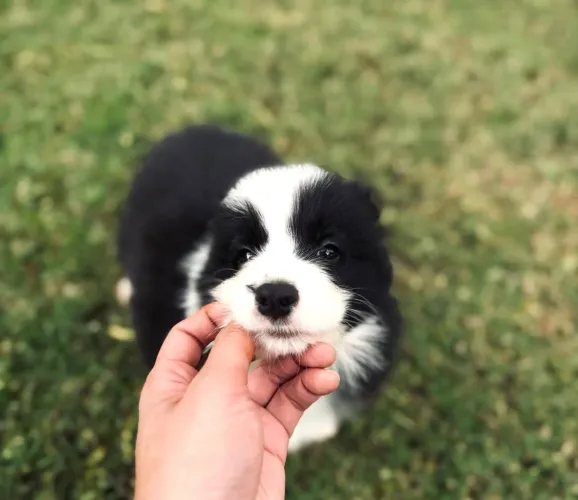 Border collie filhotes , sempre atentos e espertos !