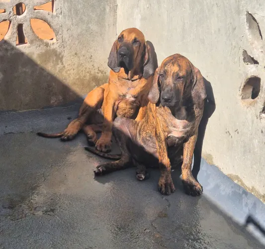 Fila Brasileiro