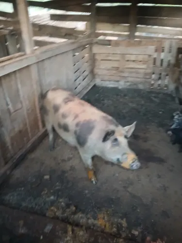 Vendo porca 