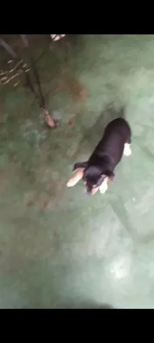 Pinscher fêmea n 1