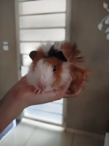Porquinho da índia