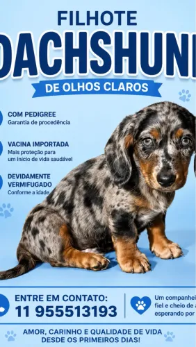 Os mais lindos filhotes macho pedigree