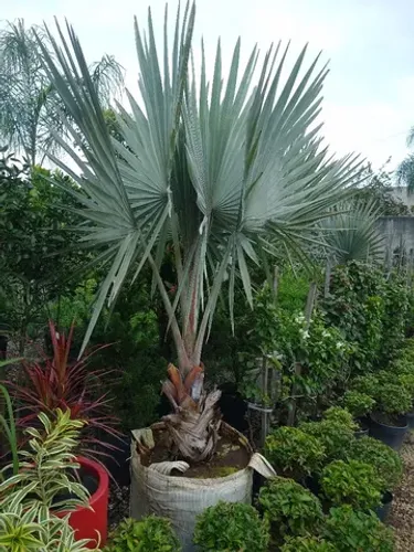 Plantas ornamentais Criciúma SC