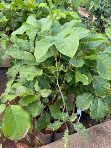 Muda de ipê amarelo da mata
