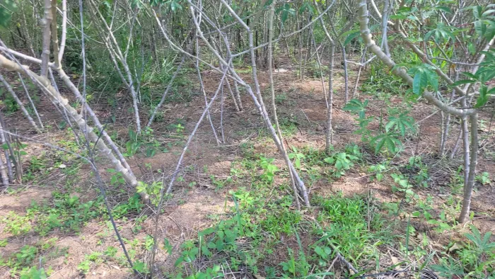Vendo Canteiro de Mandioca Cacau