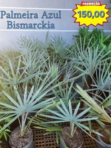 Palmeira Azul Bismarckia medindo de 1,10 a 1,35 metros