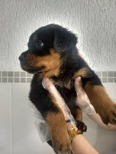  Rottweiler Cabeça de touro- Machinho com 56 dias, disponível-Dani