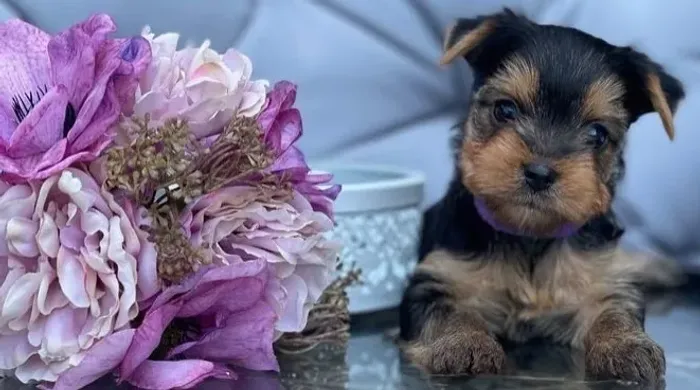 Yorkshire : A Beleza e Elegância em um Só Cão