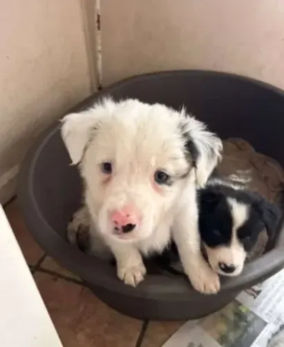 Border Collie tricolor obediente e esperto