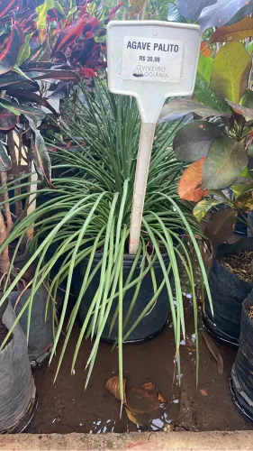 Muda de Agave Palito 