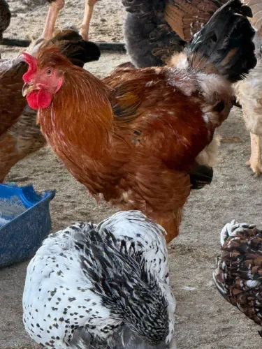 Ovos, Frangos e frangas de Galinha Balão Sertaneja Goiânia GO.