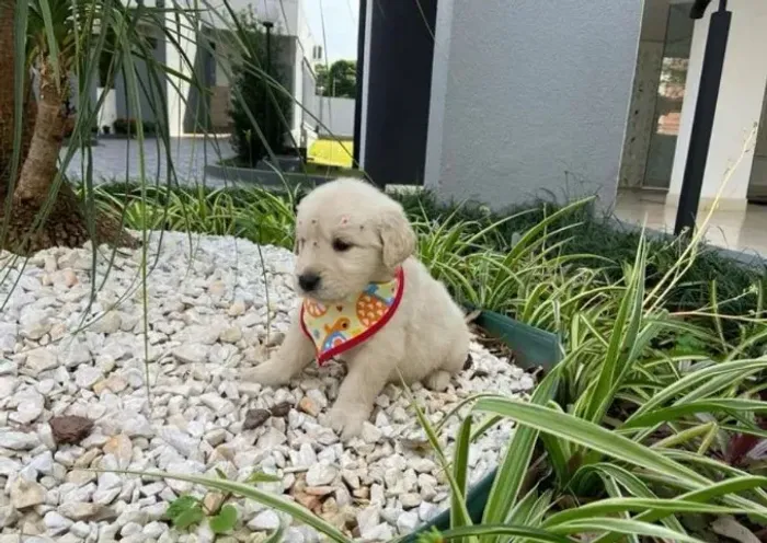 golden retriever com atestado de saude